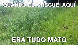 imagem de mato com a frase "quando eu cheguei aqui era tudo mato"