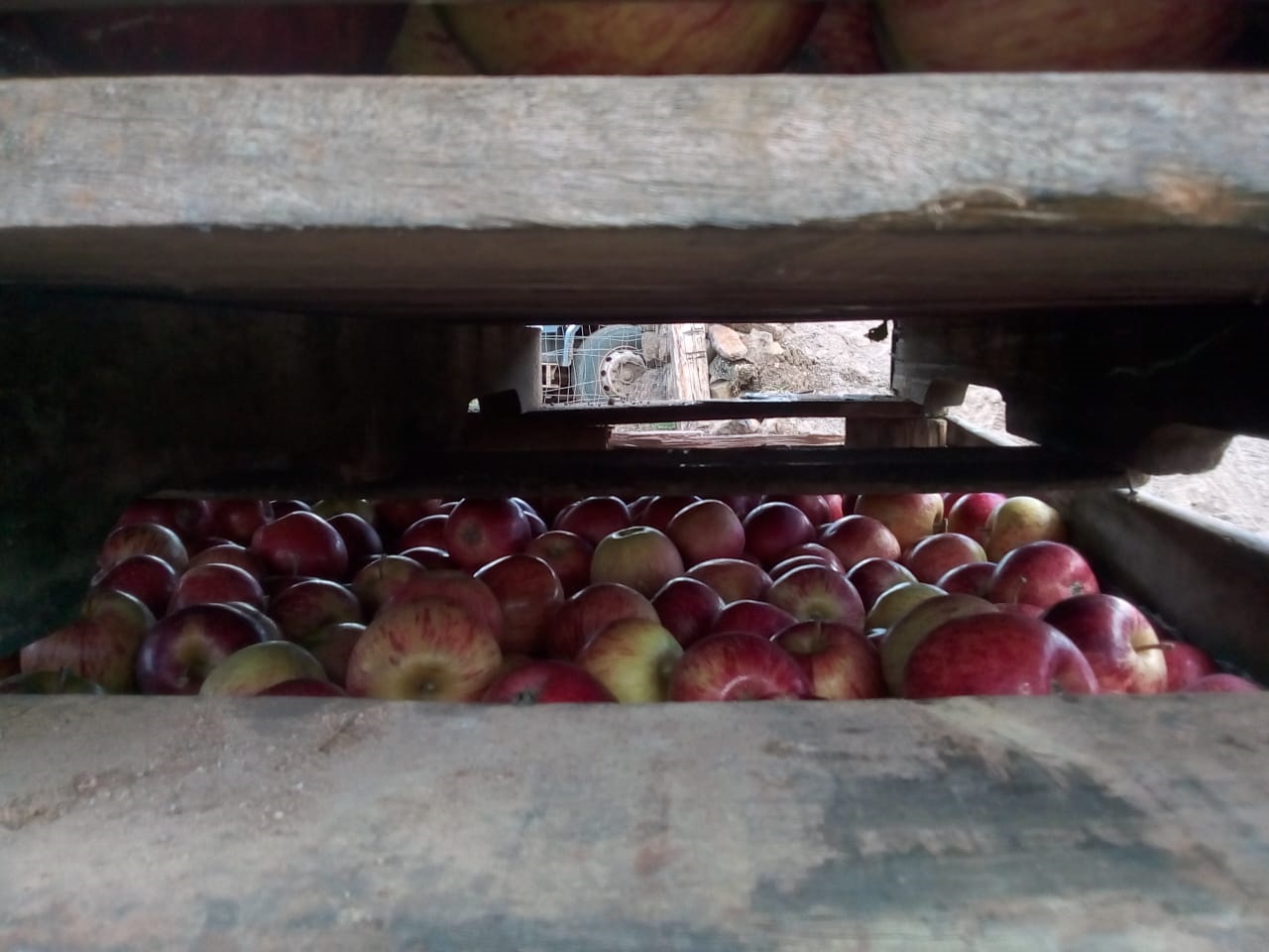 A maçã é a principal atividade econômica de Urupema