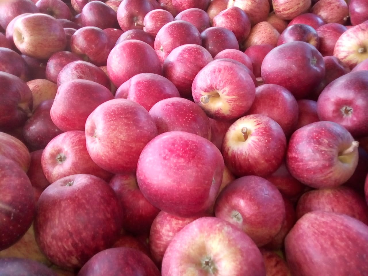Cultivo da maçã reúne cerca de 100 pequenos produtores