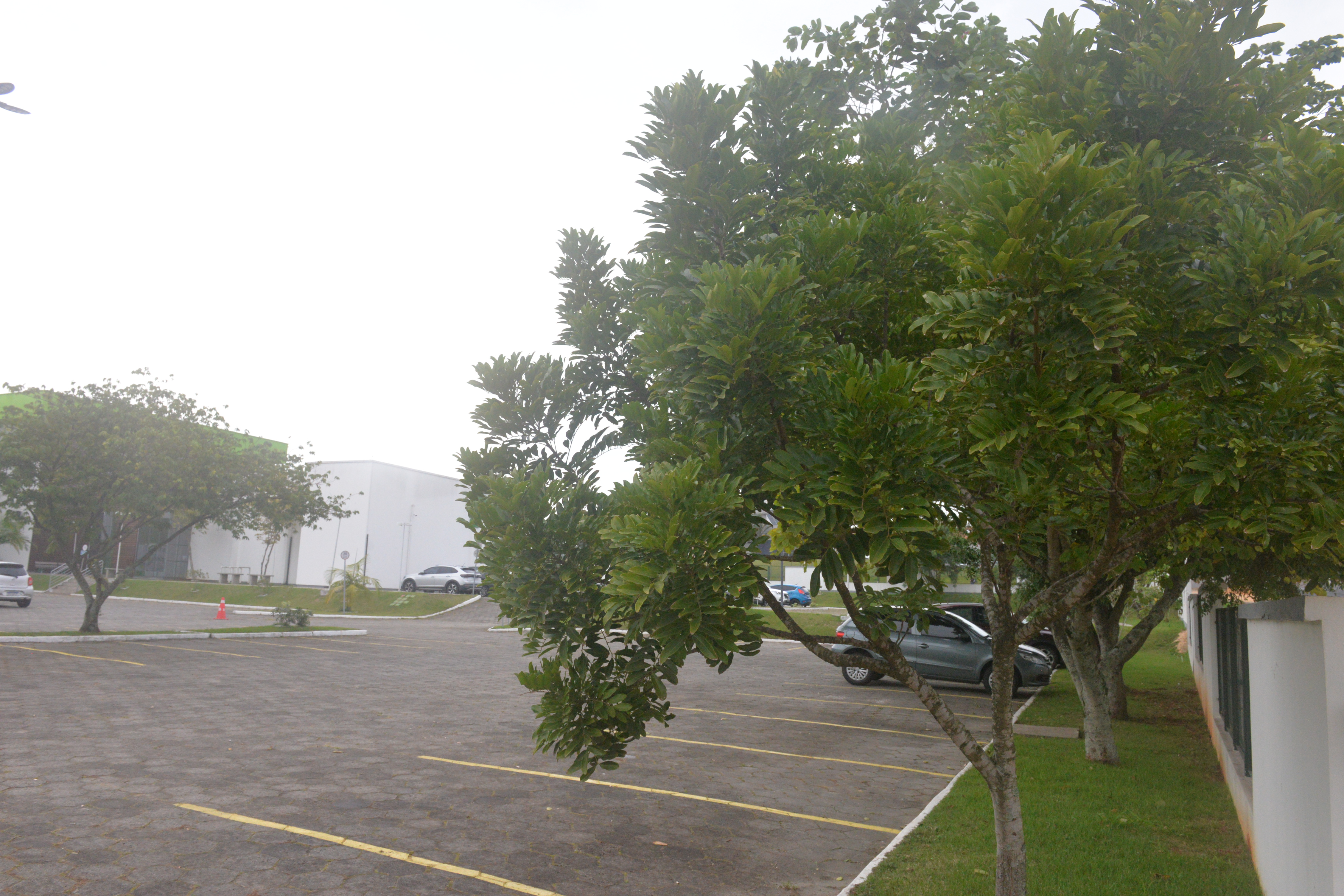 Árvores do estacionamento são as mais antigas, plantadas ainda na inauguração do Câmpus | Fotos: Daniel Cassol/IFSC